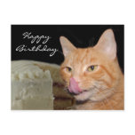 Funny cat Birthday postcards