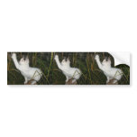 FUNNY CAT bumper stickers
