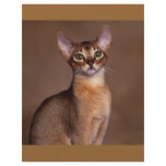 funny_cat_facial_expression_13 flyers
