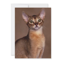 funny_cat_facial_expression_13 invite
