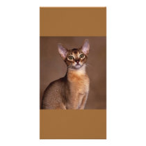 funny_cat_facial_expression_13 photo card template