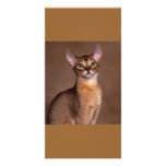 funny_cat_facial_expression_13 photo cards