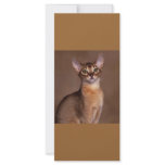 funny_cat_facial_expression_13 rack cards