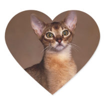 funny_cat_facial_expression_13 heart stickers