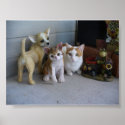 Funny Cat Poster posters