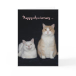 Funny Cats Anniversary