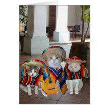Funny Cats Spanish Birthday for anyone Greeting Cards
