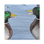 Funny Ducks magnets