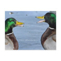 Funny Ducks postcards