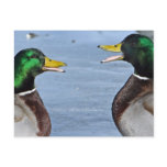 Funny Ducks postcards