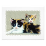 Funny Faced Cats Photo Print