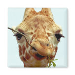 funny giraffe baby magnet