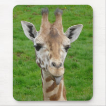 Funny Giraffe Sticking Out Tongue!