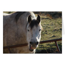 Funny Grey Mare Greeting Cards