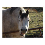 Funny Grey Mare Post Cards