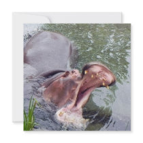 Funny Hippopotamus Digital Photography