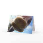 Funny Horse Greeting Card