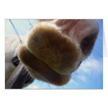 Funny Horse Greeting Card