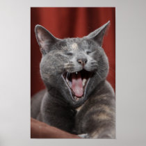 Funny kitty poster