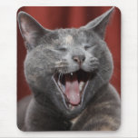 Funny kitty - Ready to eat the mouse!