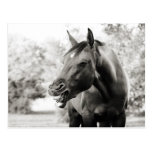 Funny Laughing Horse Postcards