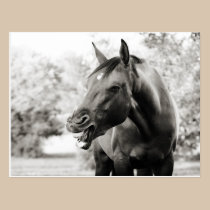 Funny Laughing Horse postcards