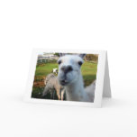 Funny Llama cards