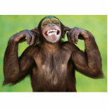 funny_monkey - Customised photo sculptures