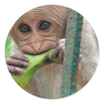 Funny Monkey Picture Sticker