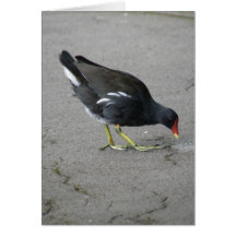 Funny Moorhen Take a Bow Greeting Card