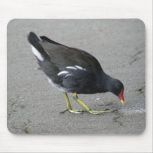 Funny Moorhen Take a Bow Mousepad