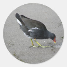 Funny Moorhen Take a Bow Stickers
