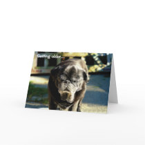 Funny Old Black Pug Birthday Card