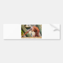 Funny Orangutan Bumper Sticker