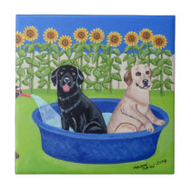 Funny Pool Party Labradors