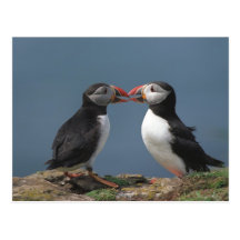Funny puffins postcard