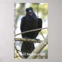 Funny Raven Wildlife Photo Poster posters