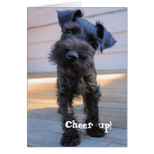 Funny Schnauzer Birthday Card