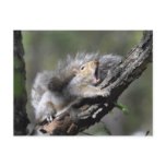 Funny Sleepy Squirrel Blank Card Postcards