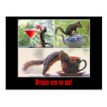 Funny Squirrel Postcard