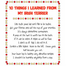 Funny Things I Learned From My Irish Terrier Cut Out