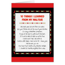 Funny Things I Learned From My Maltese Greeting Cards
