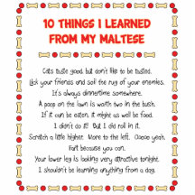Funny Things I Learned From My Maltese Cut Out