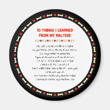 Funny Things I Learned From My Maltese Magnet
