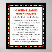 Funny Things I Learned From My Maltese Posters