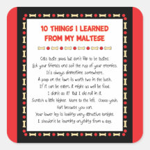 Funny Things I Learned From My Maltese Stickers