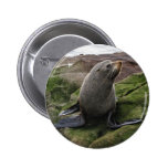 Fur Seal Pin