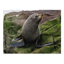 Fur Seal Post Cards