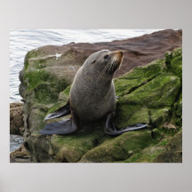 Fur Seal Posters