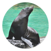 Fur Seal Round Stickers